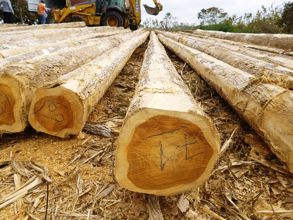 Panama Lumber Export