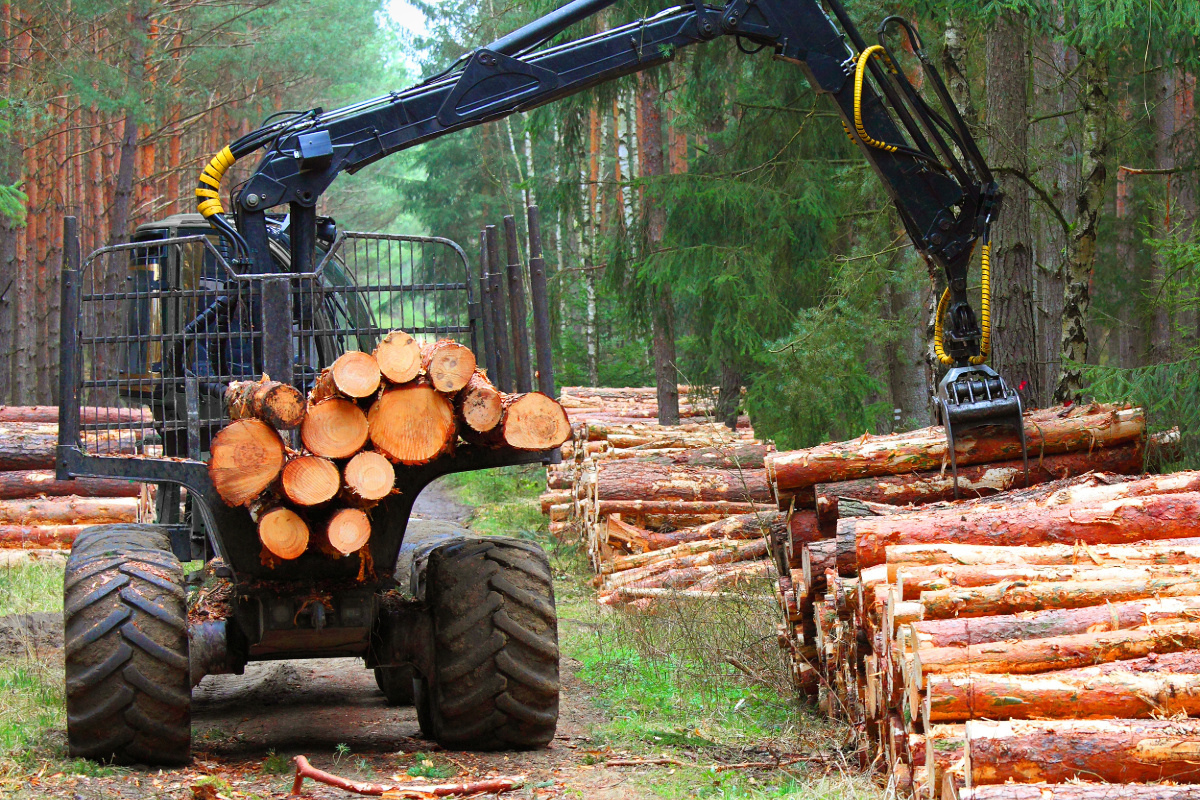 Panama Lumber Exportation