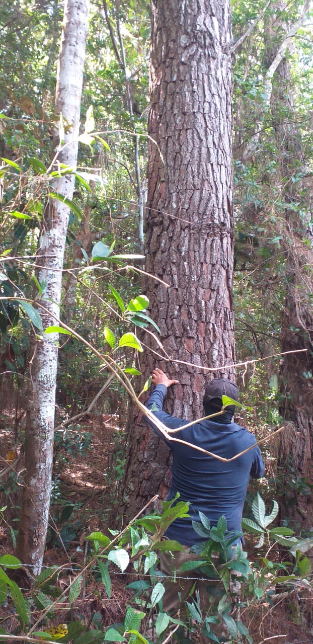 Teak logs wood Panama Lumber