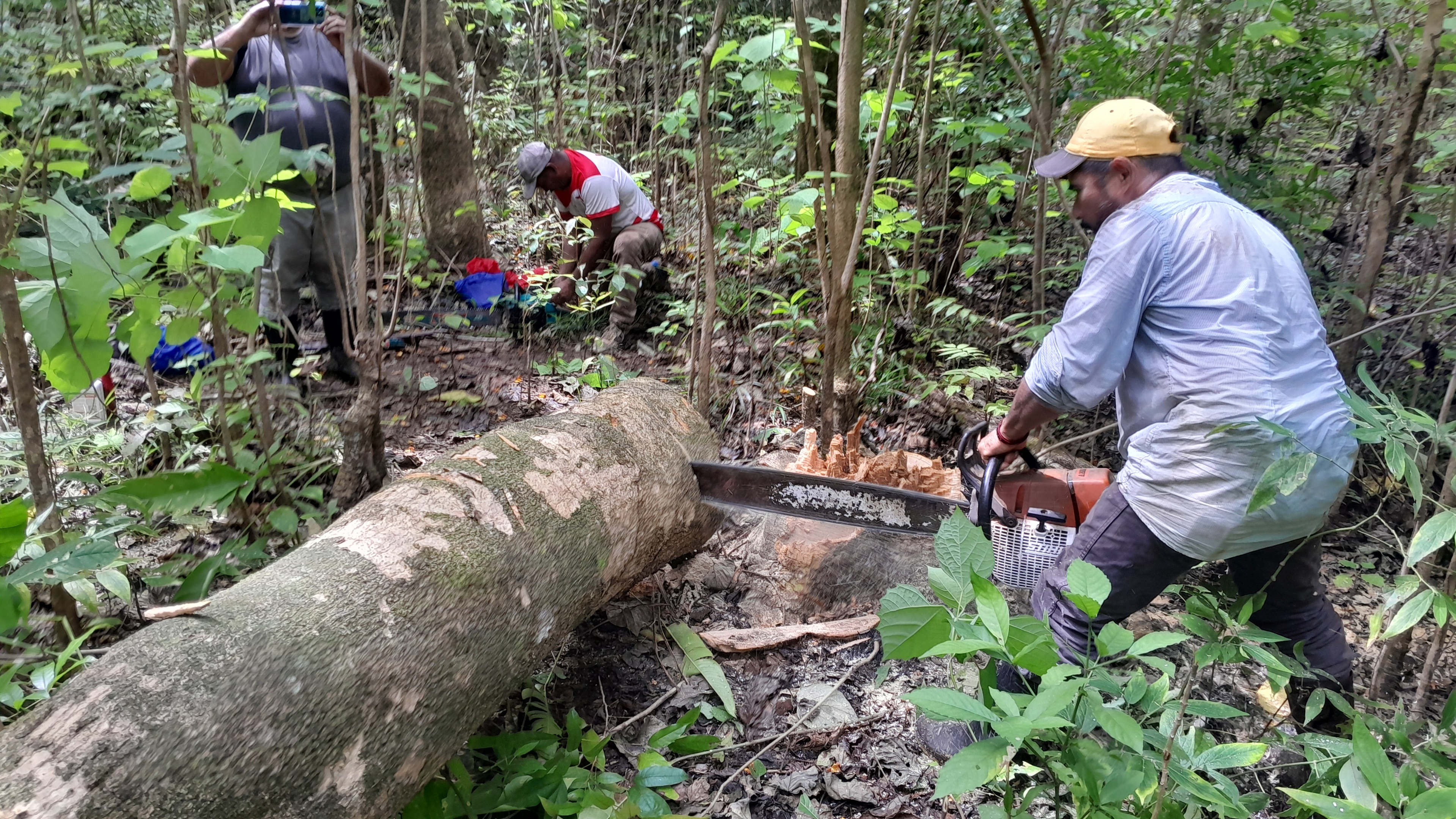 Panama Lumber Export