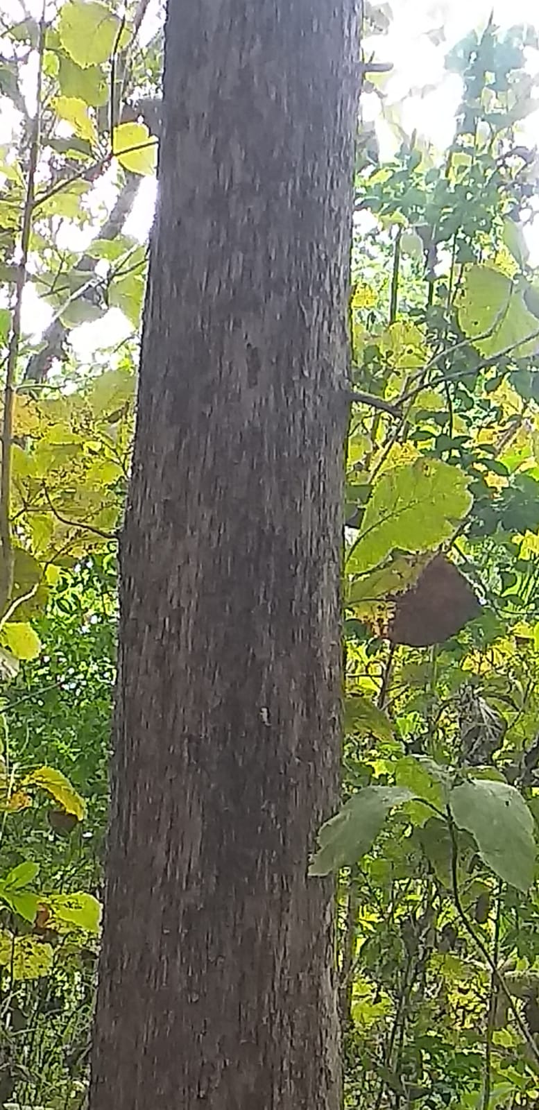 Teak logs wood Panama Lumber