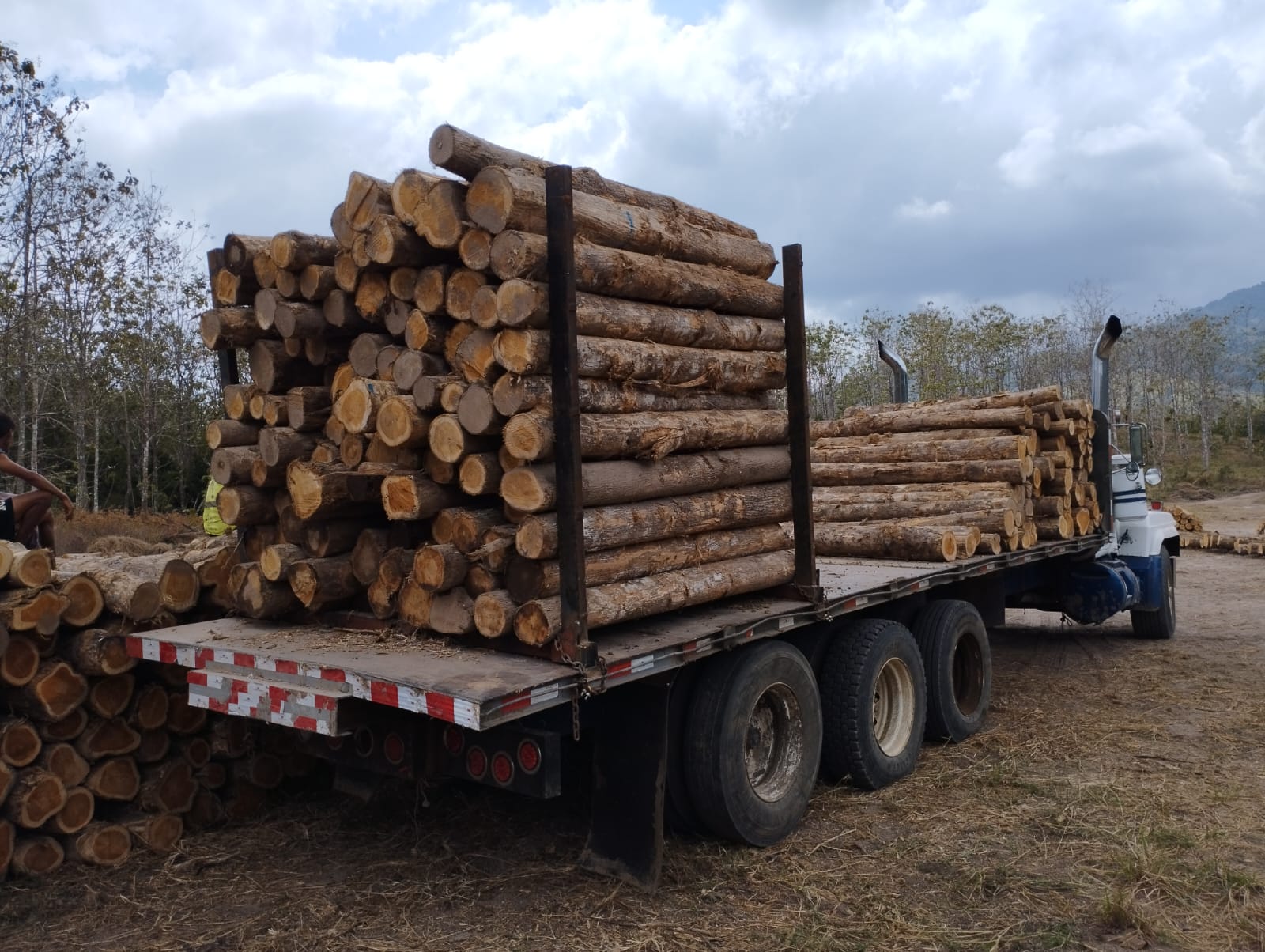 Panama Lumber Exportation