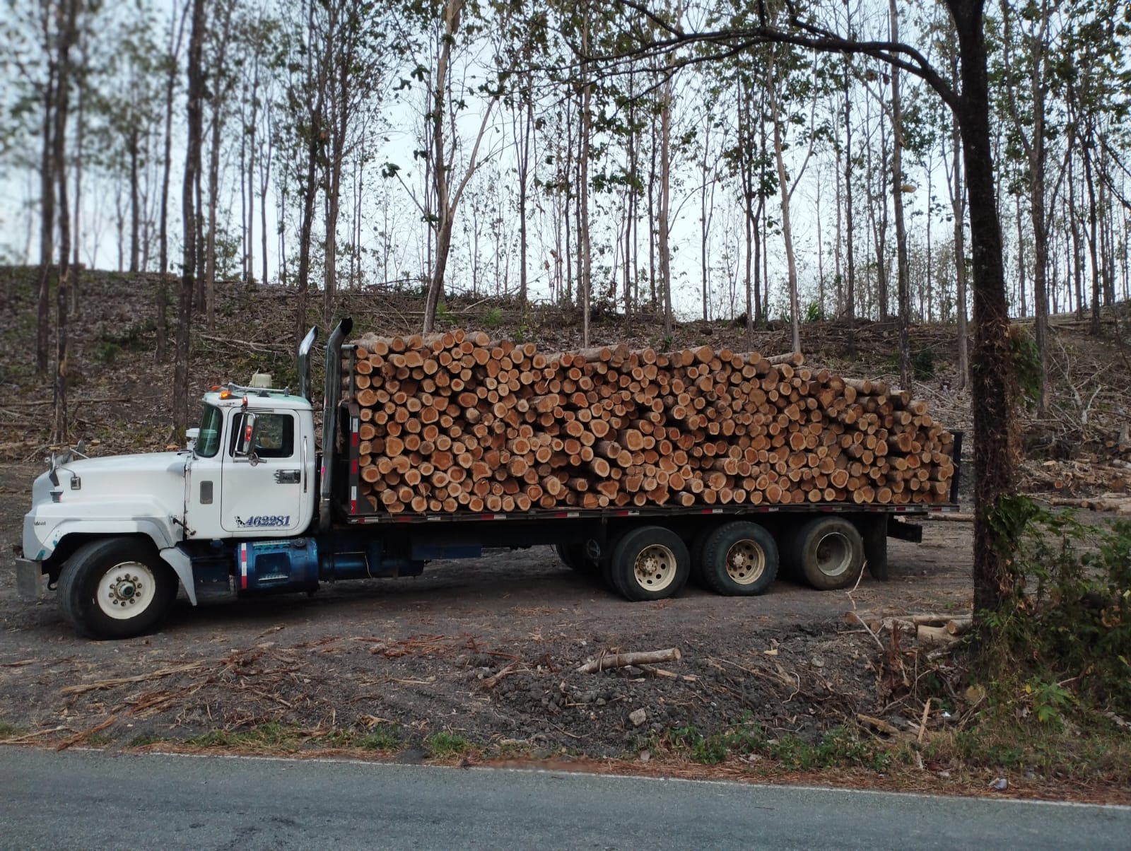 Panama Lumber Export