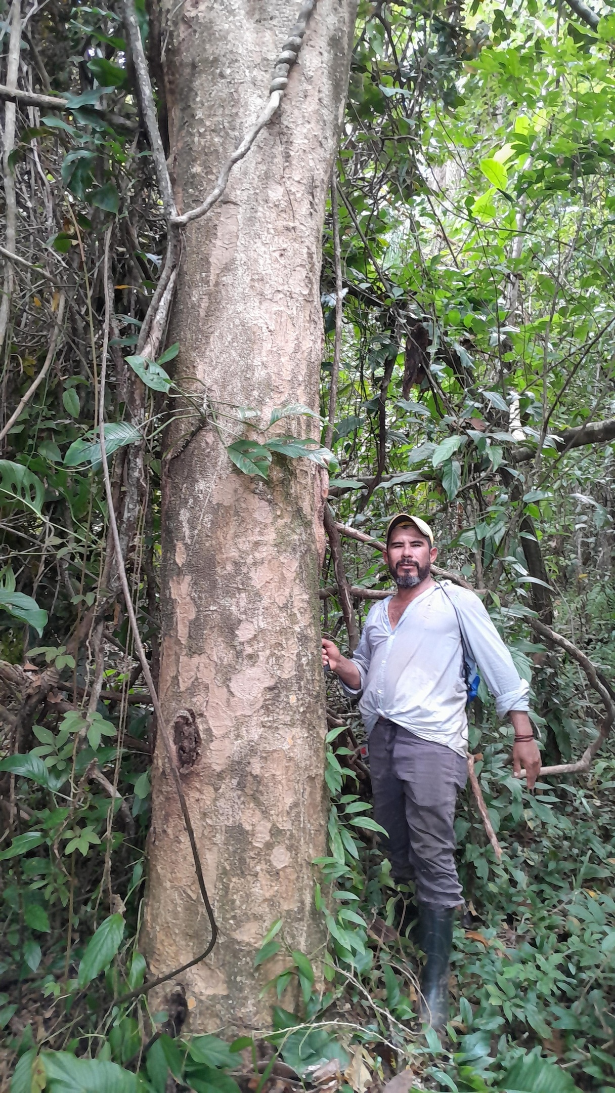 Panama Lumber Export