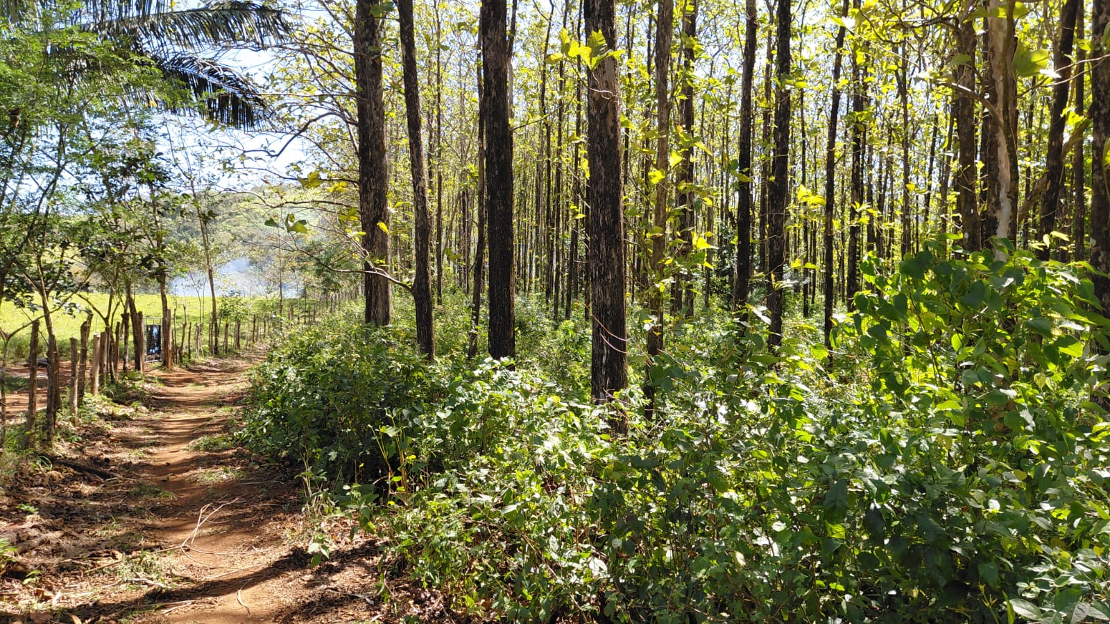 Teak logs wood Panama Lumber